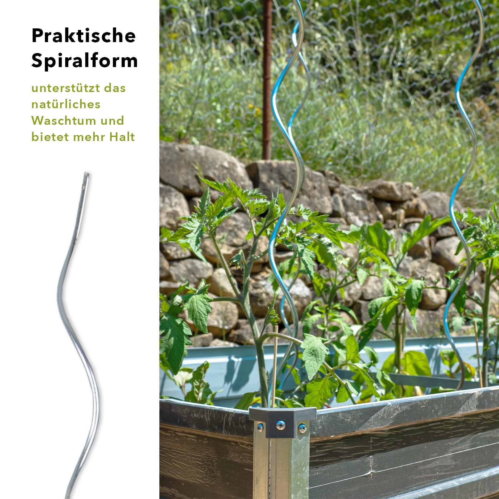 pflanzstab mit öse Tomatenspiralstäbe | Voll verzinkt | Pflanzstab