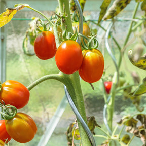 Tomatenspiralstäbe | Voll verzinkt | Pflanzstab | Erhältlich in 2 Längen